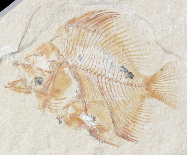 Cretaceous Fossil Fish (Pycnosteroides) - Lebanon #48528